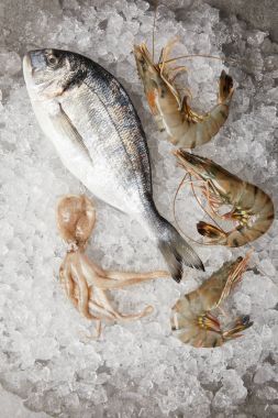 top view of raw gilt-head bream and prawns on crushed ice clipart