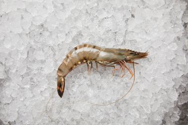 top view of raw prawn on crushed ice clipart