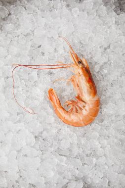 top view of cooked prawn on crushed ice clipart