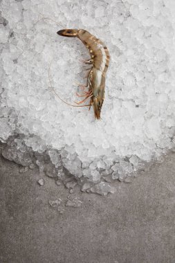 top view of raw prawn on crushed ice and on concrete surface clipart