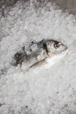 top view of raw gilt-head bream incrushed ice clipart