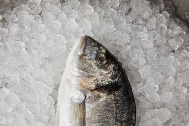 close-up shot of raw gilt-head bream on crushed ice clipart
