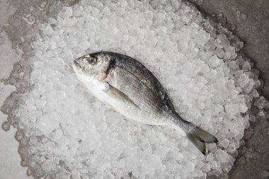 top view of raw gilt-head bream on crushed ice and on concrete surface clipart