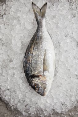 top view of raw gilt-head bream on crushed ice clipart