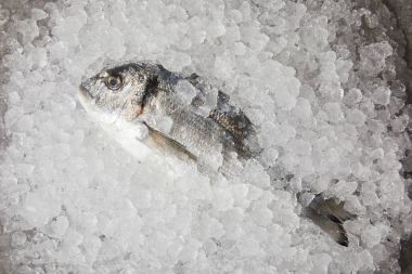 çiğ balık üstten görünüm kırılmış buz üzerinde