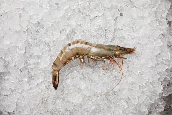 top view of raw prawn on crushed ice