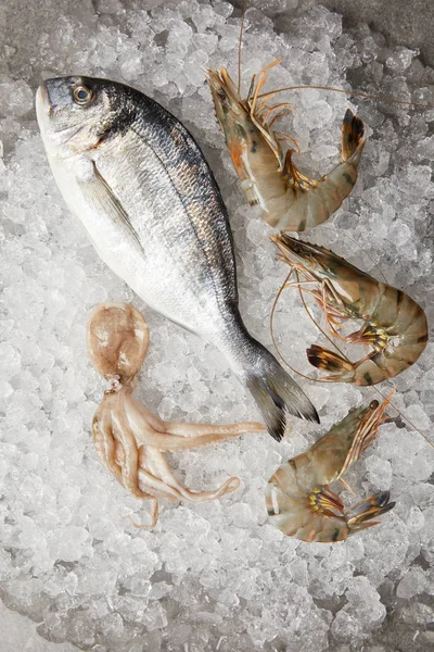 Top view of raw gilt-head bream and prawns on crushed ice — Stock Image Top View Raw Gilt Head Bream Prawns Crushed Ice Stock Photo
