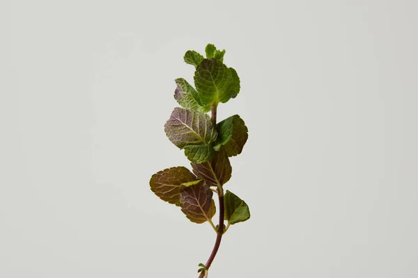 Grüne Blätter Frischer Minze Isoliert Auf Grau — Stockfoto