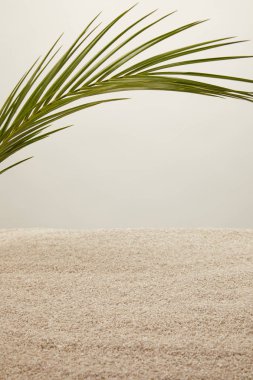close up view of green palm leaf and sand on grey backdrop clipart