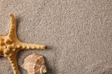 top view of arranged sea star and seashell on sand clipart