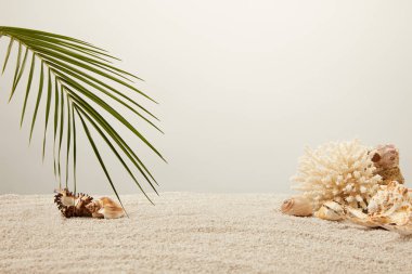 close up view of arranged green palm leaf, coral and seashells on sand on grey background clipart