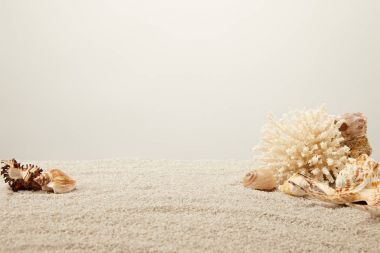 close up view of arranged coral and seashells on sand on grey backdrop clipart