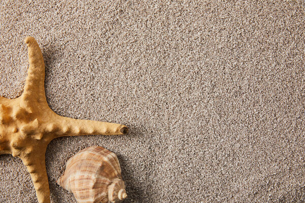 top view of arranged sea star and seashell on sand