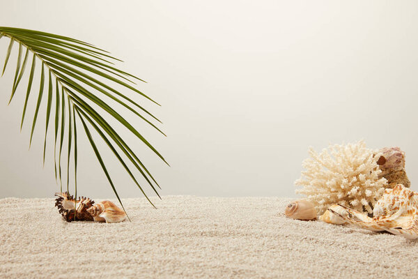 close up view of arranged green palm leaf, coral and seashells on sand on grey background