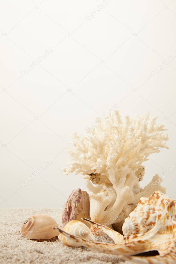close up view of arranged coral and seashells on sand on grey backdrop