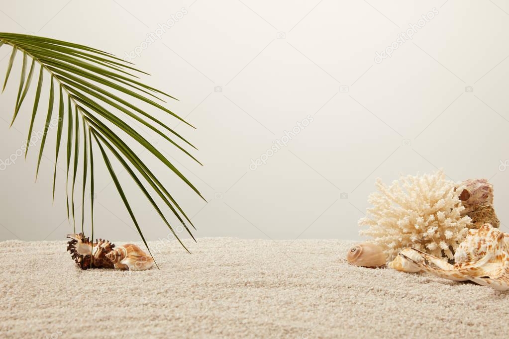 close up view of arranged green palm leaf, coral and seashells on sand on grey background