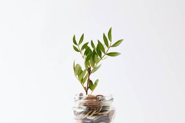 coins in glass jar with growing plant isolated on white clipart