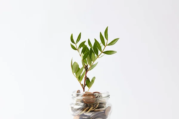 Monete Vaso Vetro Con Pianta Crescita Isolata Bianco — Foto Stock