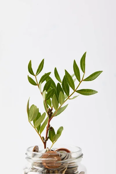 Munten Mason Jar Met Groeiende Plant Geïsoleerd Wit — Stockfoto
