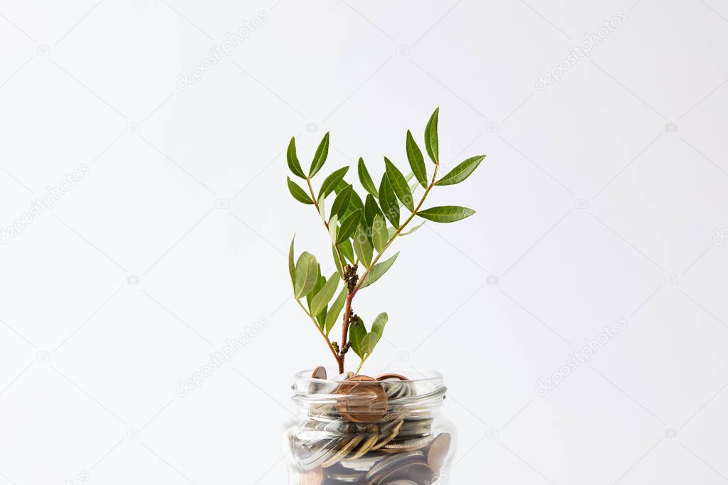coins in glass jar with growing plant isolated on white