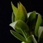 Closeup image of plant leaves isolated on black background