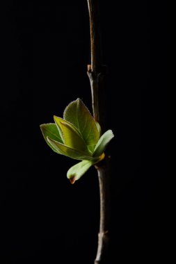 closeup shot of branch with leaves isolated on black background clipart