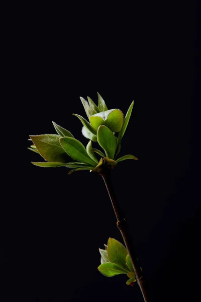 Closeup Shot Leaves Branch Isolated Black Background — Stock Photo, Image