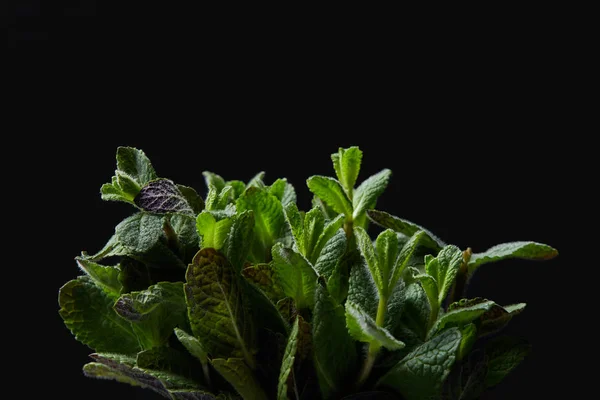 Closeup Shot Mint Leaves Isolated Black Background — Stock Photo, Image