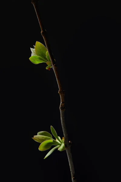 Closeup Shot Leaves Branch Isolated Black Background — Stock Photo, Image