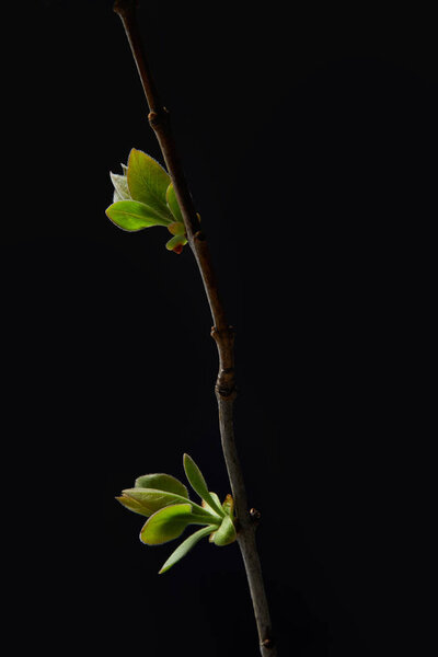 closeup shot of leaves on branch isolated on black background