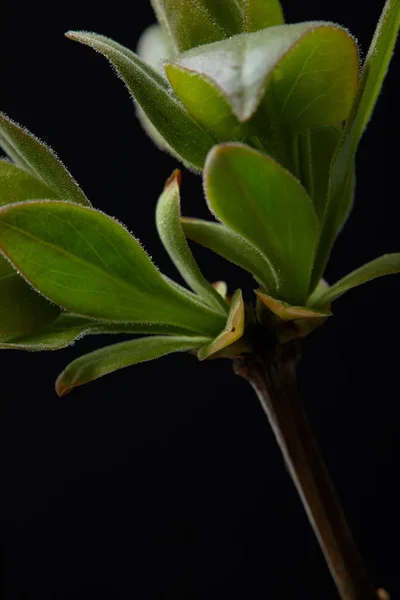 이미지와 분기의 나뭇잎에 검정색 — 무료 스톡 포토