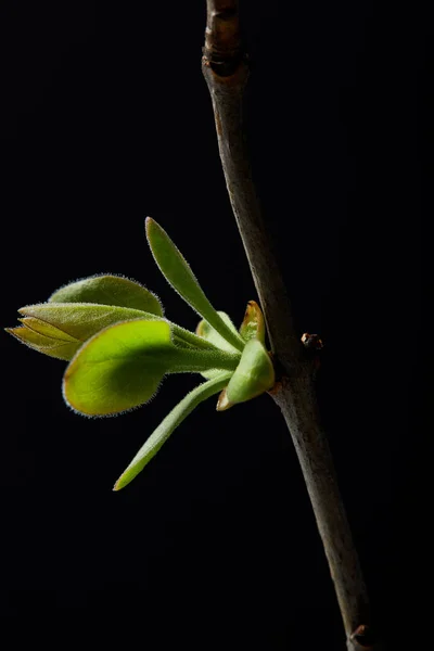 Closeup View Branch Leaves Isolated Black Background — Free Stock Photo