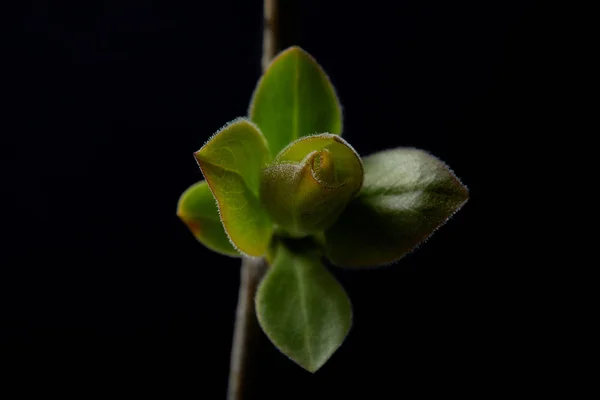 Closeup View Branch Leaves Isolated Black Background — Free Stock Photo