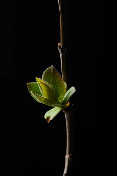 Close Tiro Ramo Com Folhas Isoladas Fundo Preto — Fotografia de Stock