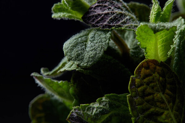 closeup view of mint leaves isolated on black background 