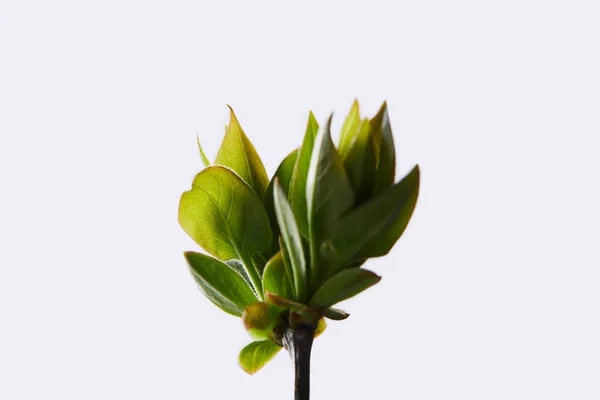 Beyaz Arka Plan Üzerinde Izole Şube Yapraklarda Closeup Çekim — Stok fotoğraf