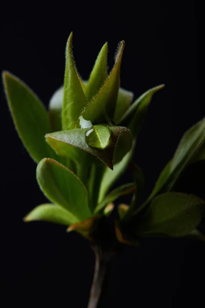 Closeup Shot Branch Plant Water Drop Isolated Black Background — Stock Photo, Image