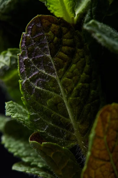 Foto Close Seup Daun Mint Diisolasi Pada Latar Belakang Hitam — Stok Foto