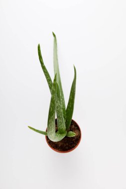 aloe vera tencerede beyaz arka plan üzerinde izole yükseltilmiş görünümü 