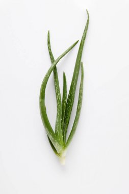 aloe vera üstten görünüm üzerinde izole beyaz arka plan bırakır 