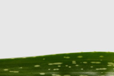 aloe vera yaprak beyaz arka plan üzerinde izole closeup çekim 