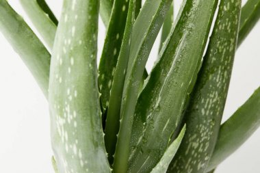 Beyaz arka plan üzerinde izole su damlaları ile aloe vera görünümünü closeup bırakır 