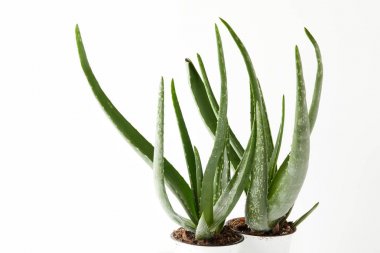 close up view of two aloe vera in pots isolated on white background  clipart