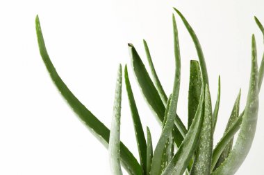 aloe vera görünümünü closeup izole üzerinde beyaz arka plan bırakır 