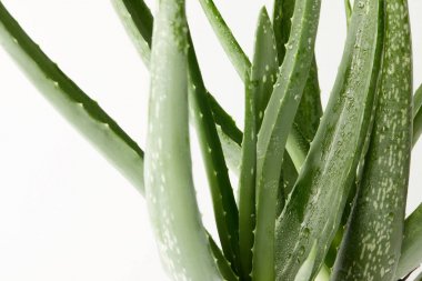 Beyaz arka plan üzerinde izole su damlaları ile aloe vera closeup çekim yaprakları 