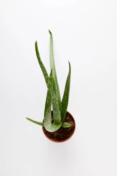 Erhöhte Ansicht Der Aloe Vera Topf Isoliert Auf Weißem Hintergrund — Stockfoto