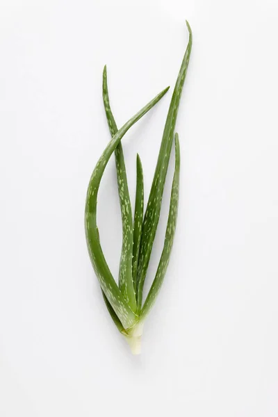 Vista Superior Folhas Aloe Vera Isoladas Sobre Fundo Branco — Fotografia de Stock