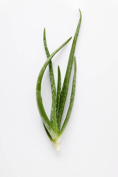 top view of aloe vera leaves isolated on white background 