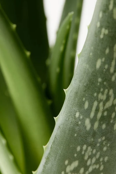Vista Close Folhas Aloe Vera Isoladas Fundo Branco Desfocado — Fotografia de Stock