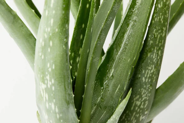 Προβολή Closeup Της Aloe Vera Αφήνει Σταγόνες Νερού Που Απομονώνονται — Φωτογραφία Αρχείου